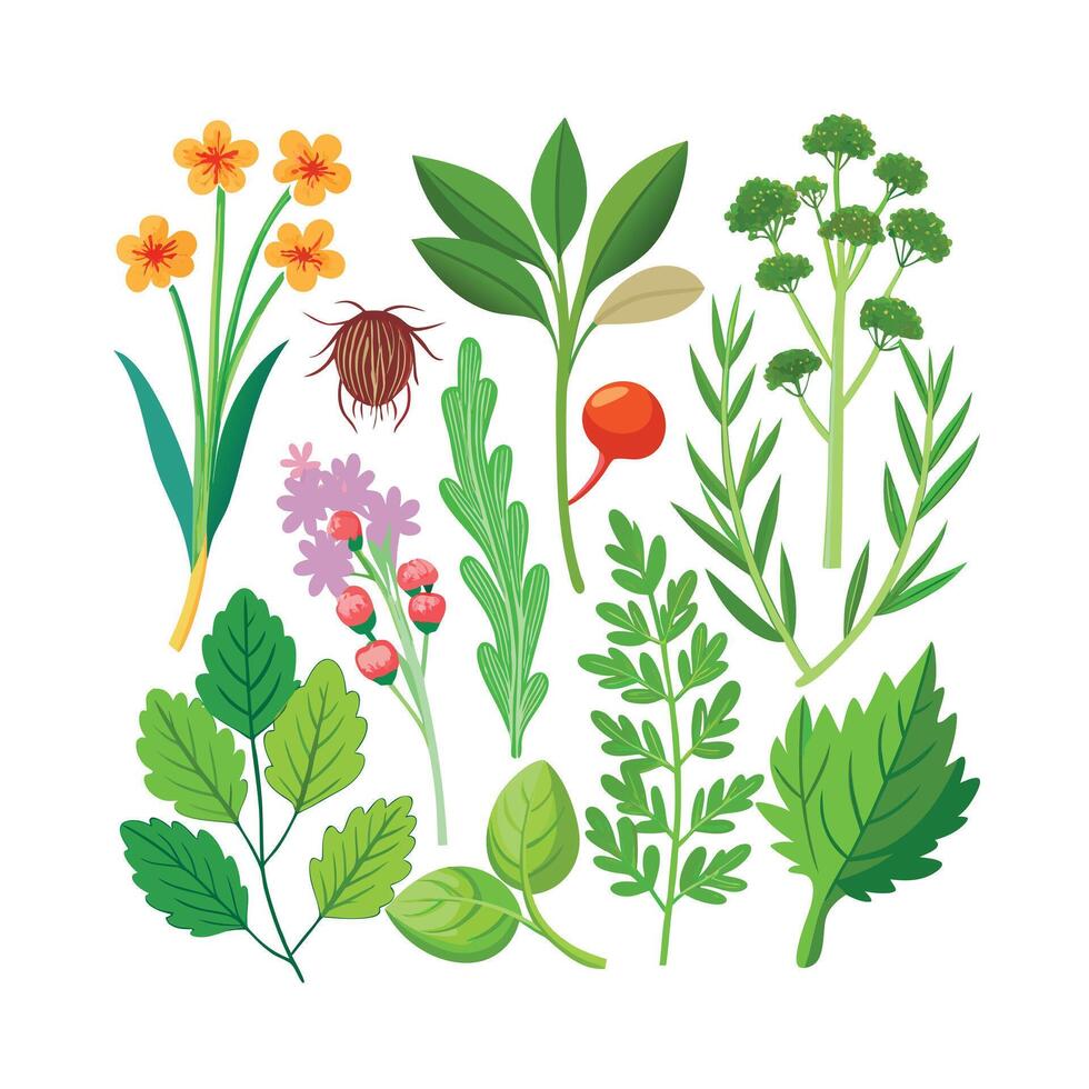 Realistic Beautiful Herbs Illustration vector