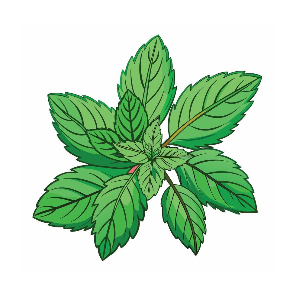 Realistic Beautiful Herbs Illustration vector