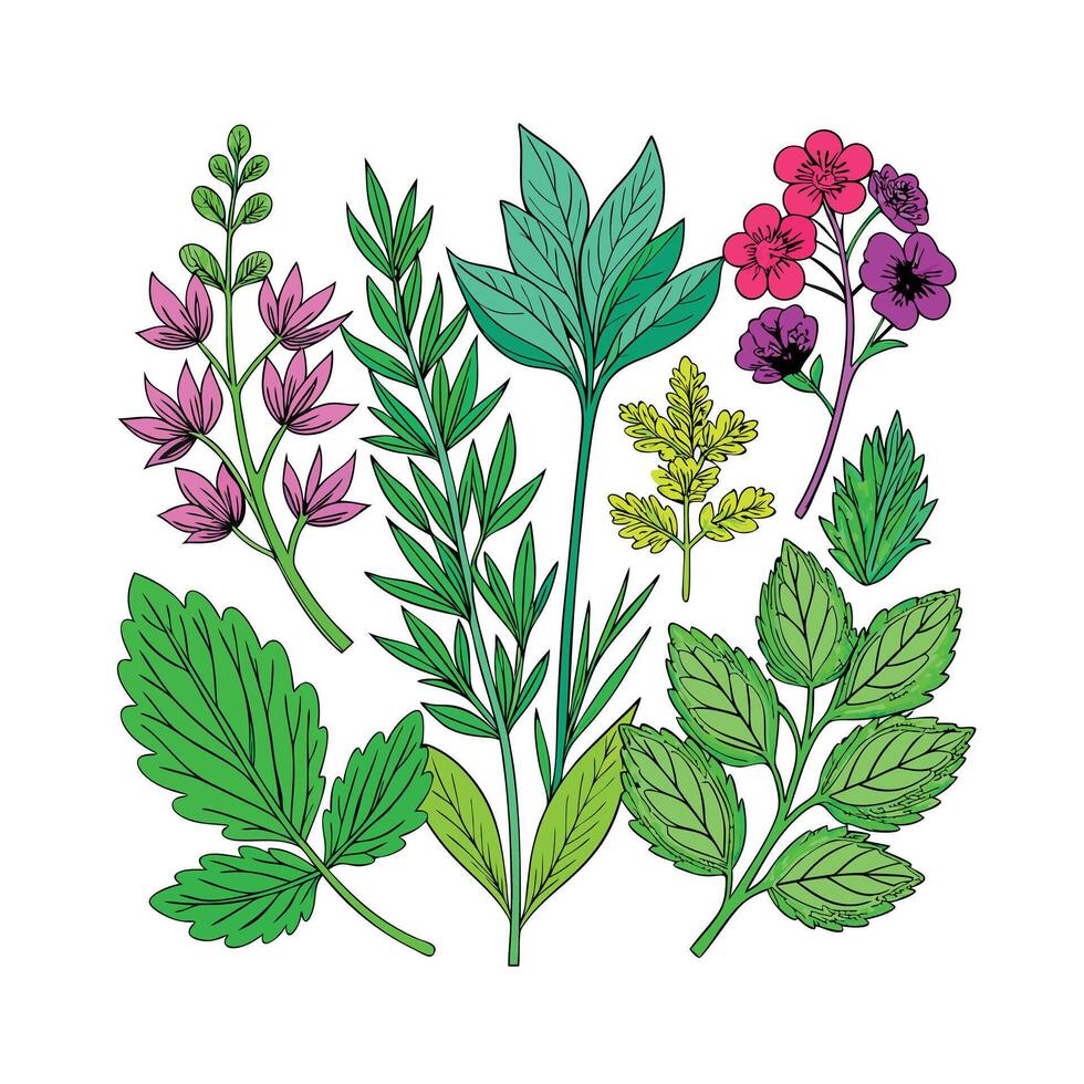 Realistic Beautiful Herbs Illustration vector