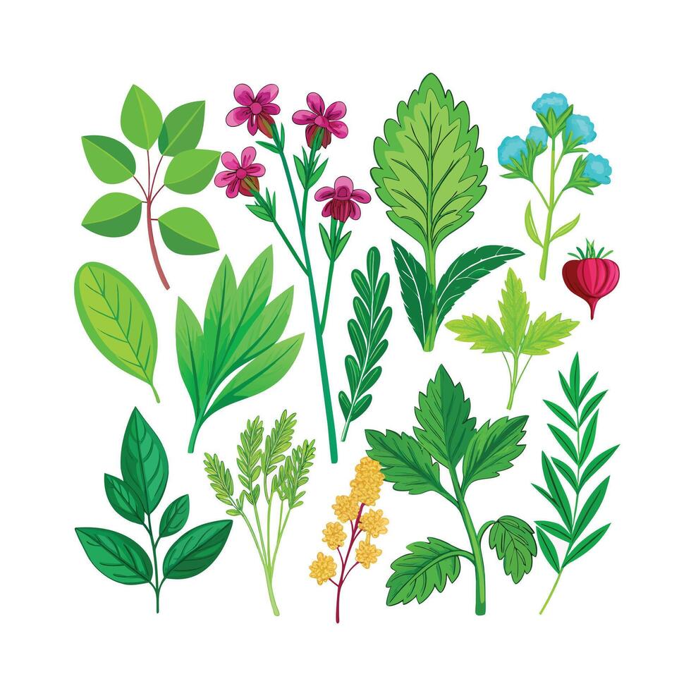Realistic Beautiful Herbs Illustration vector