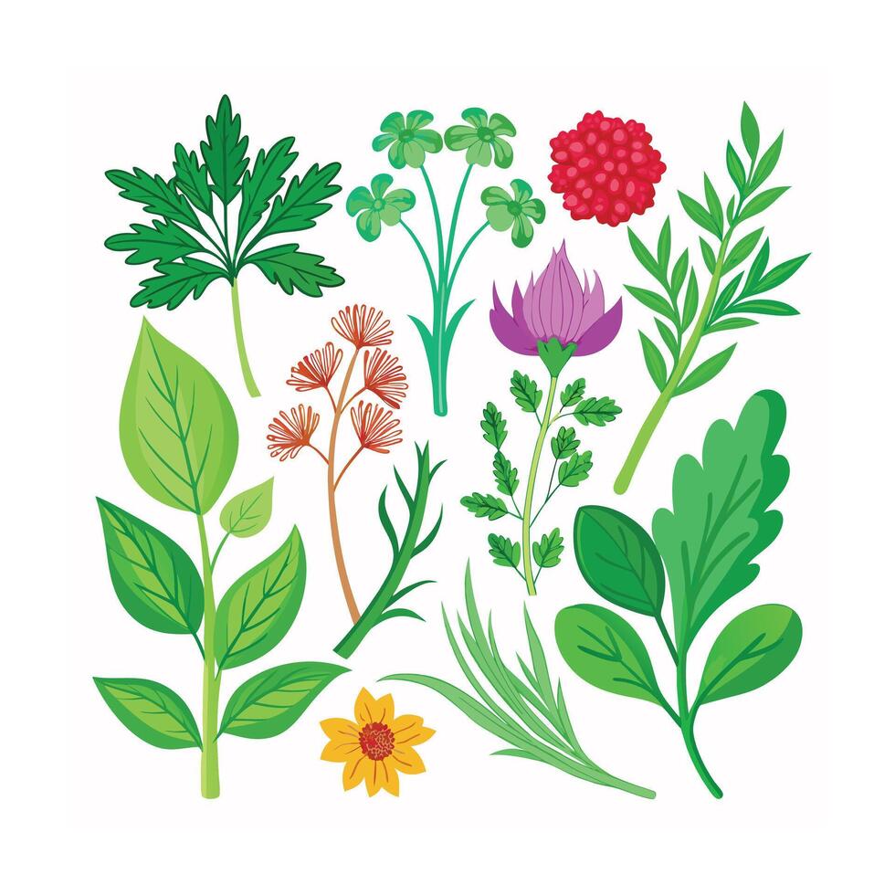 Realistic Beautiful Herbs Illustration vector