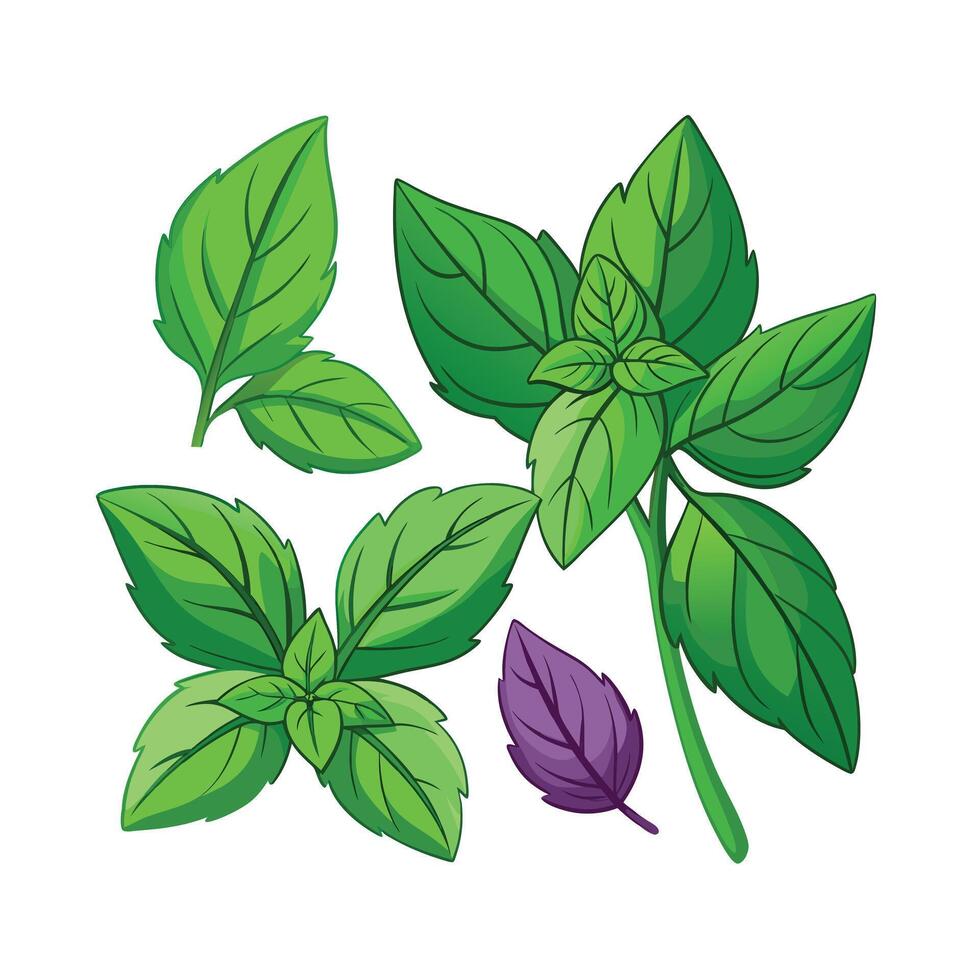 Realistic Beautiful Herbs Illustration vector