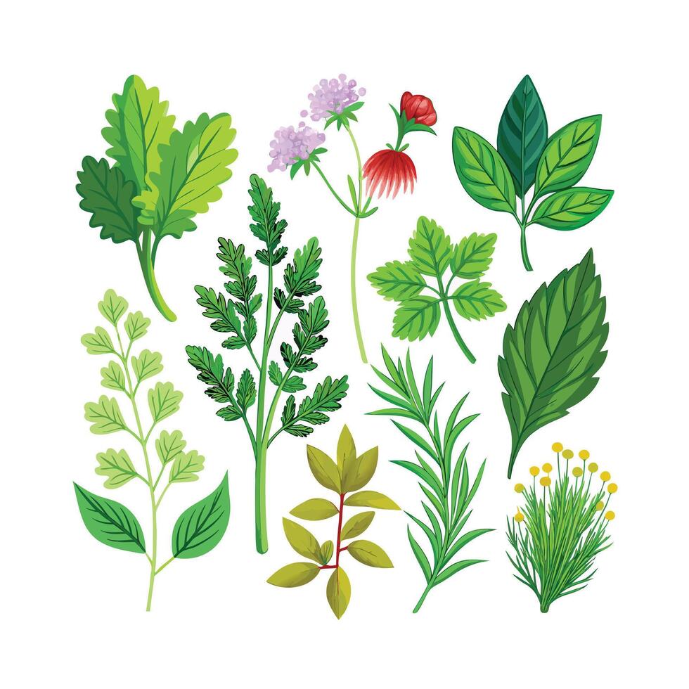 Realistic Beautiful Herbs Illustration vector