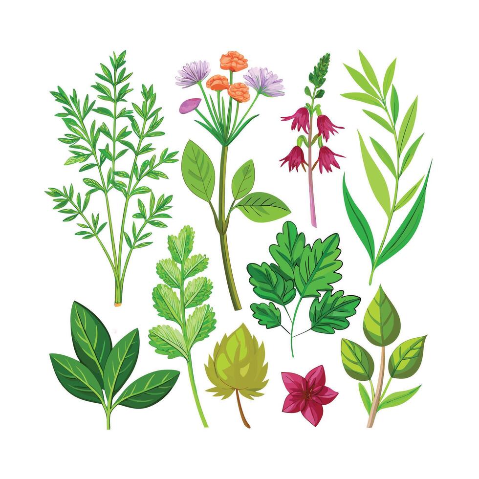 Realistic Beautiful Herbs Illustration vector