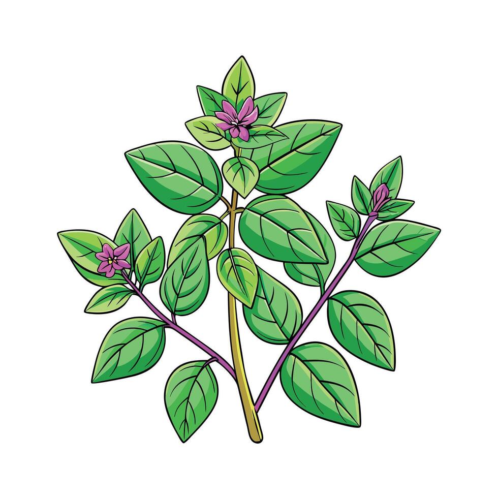 Realistic Beautiful Herbs Illustration vector