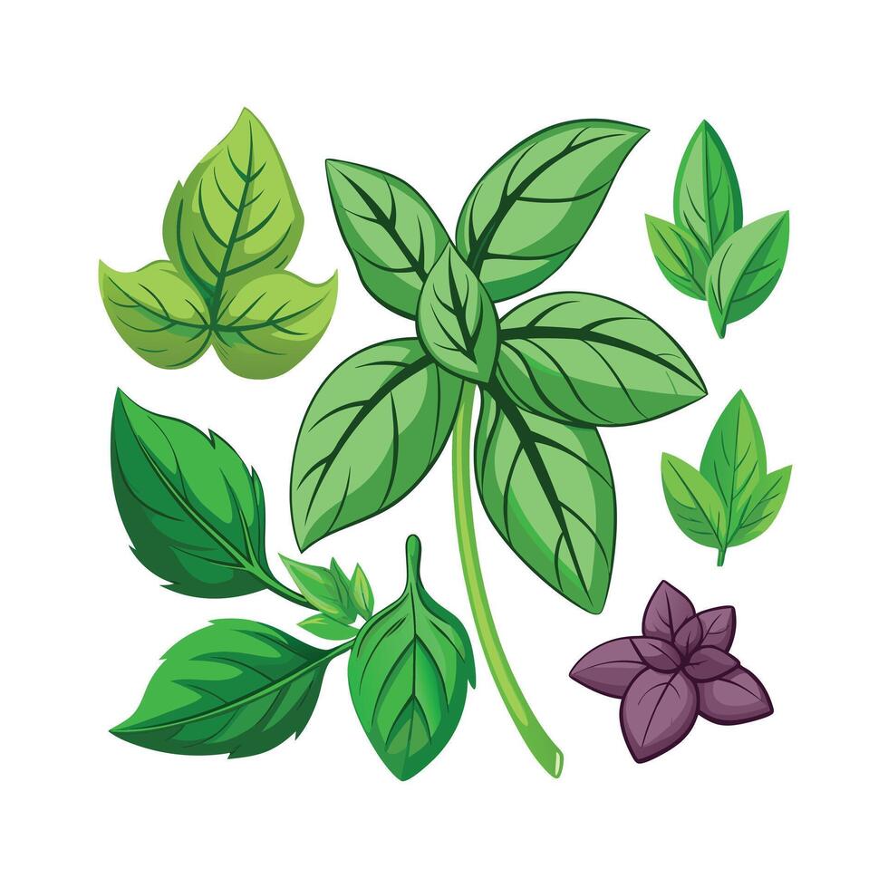 Realistic Beautiful Herbs Illustration vector