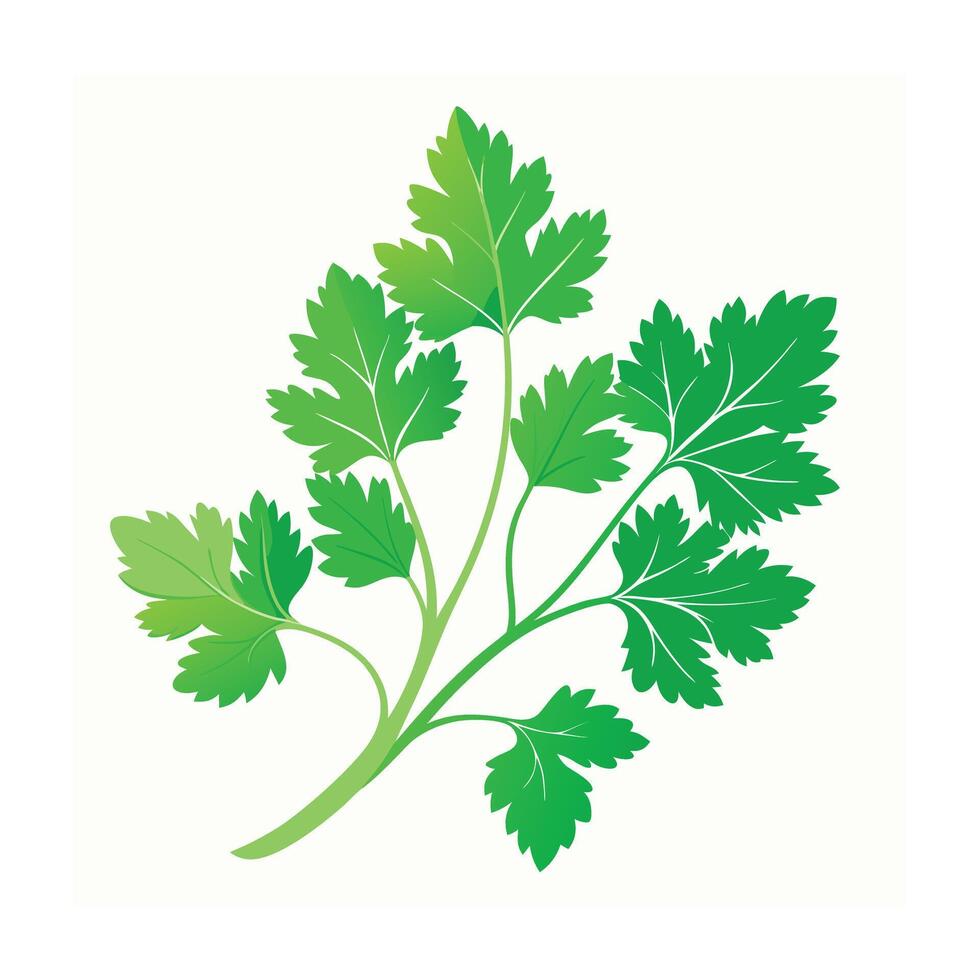 Realistic Beautiful Herbs Illustration vector