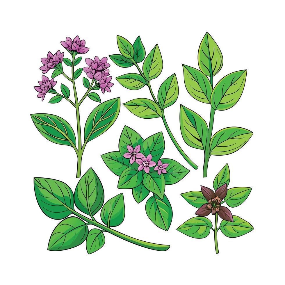 Realistic Beautiful Herbs Illustration vector