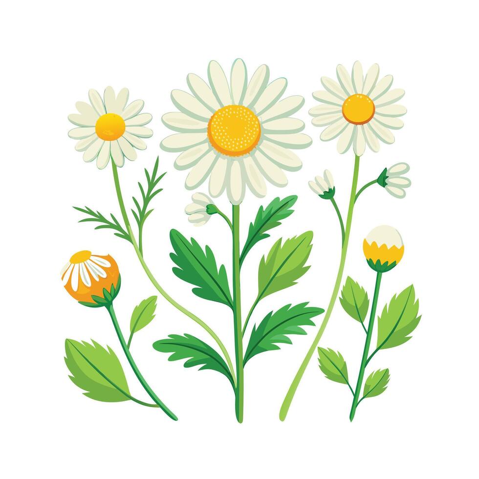 Realistic Beautiful Herbs Illustration vector