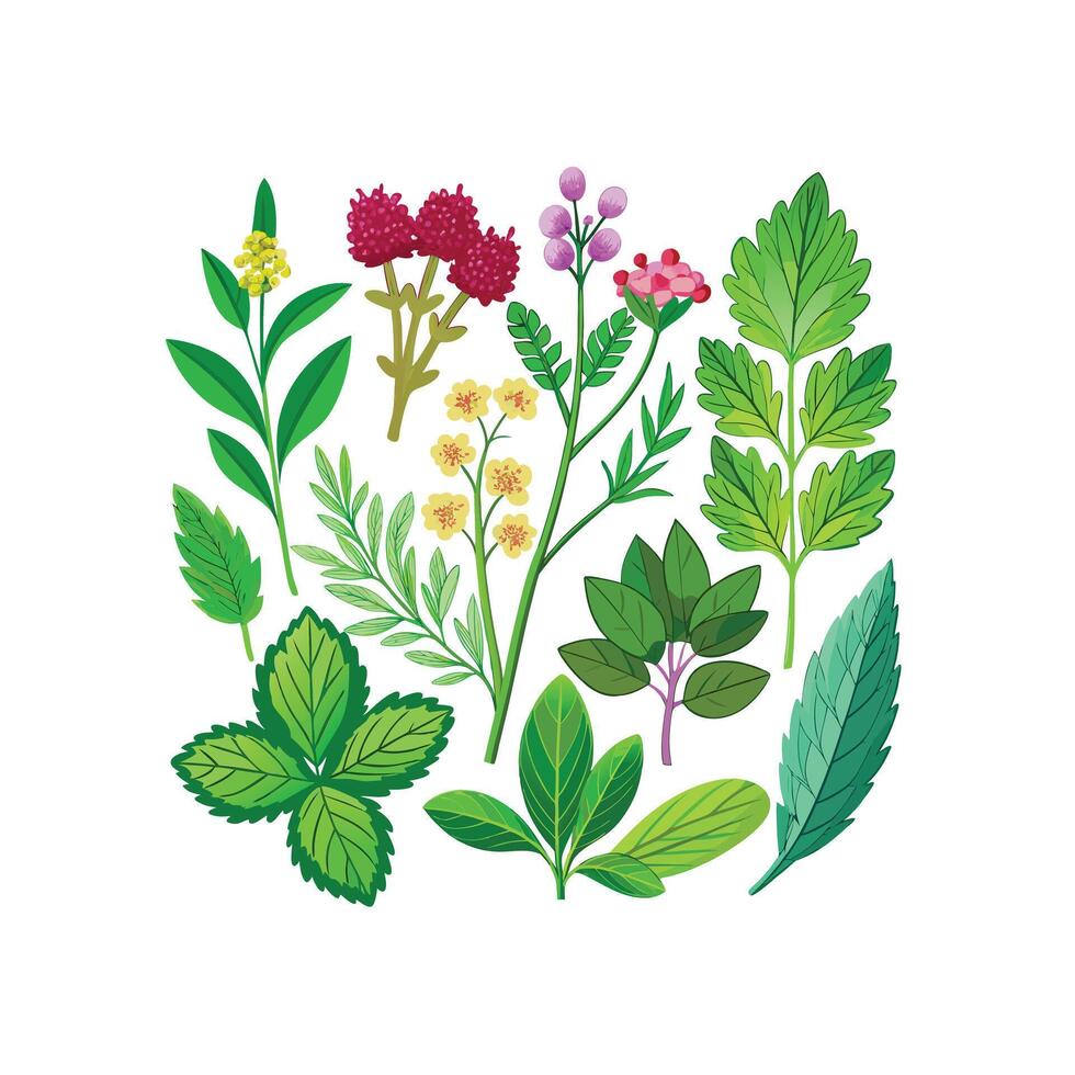Realistic Beautiful Herbs Illustration vector