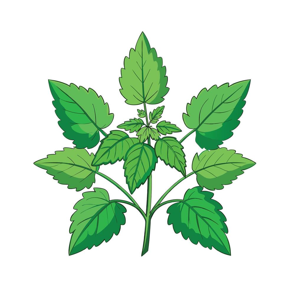 Realistic Beautiful Herbs Illustration vector