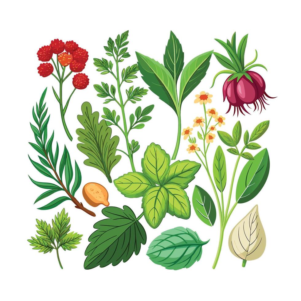 Realistic Beautiful Herbs Illustration vector
