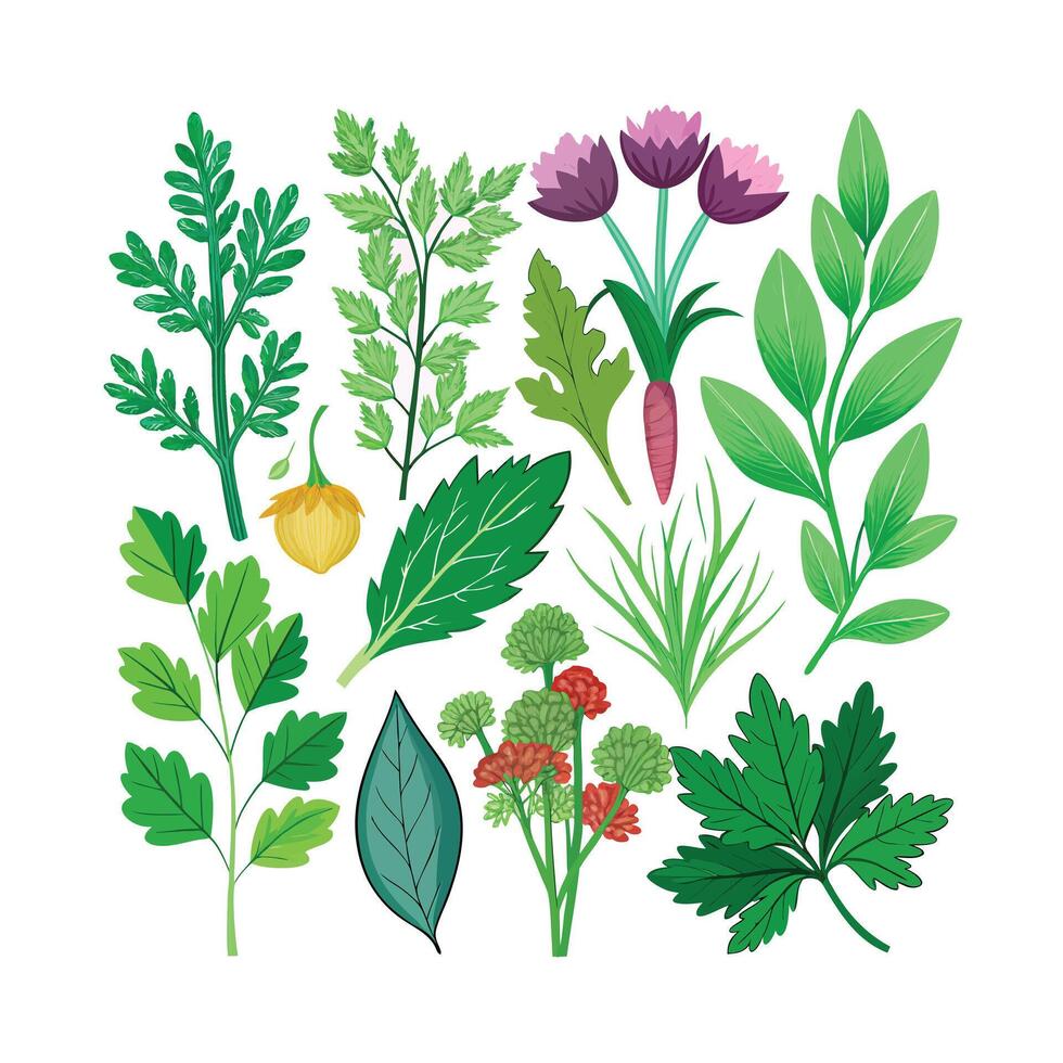 Realistic Beautiful Herbs Illustration vector