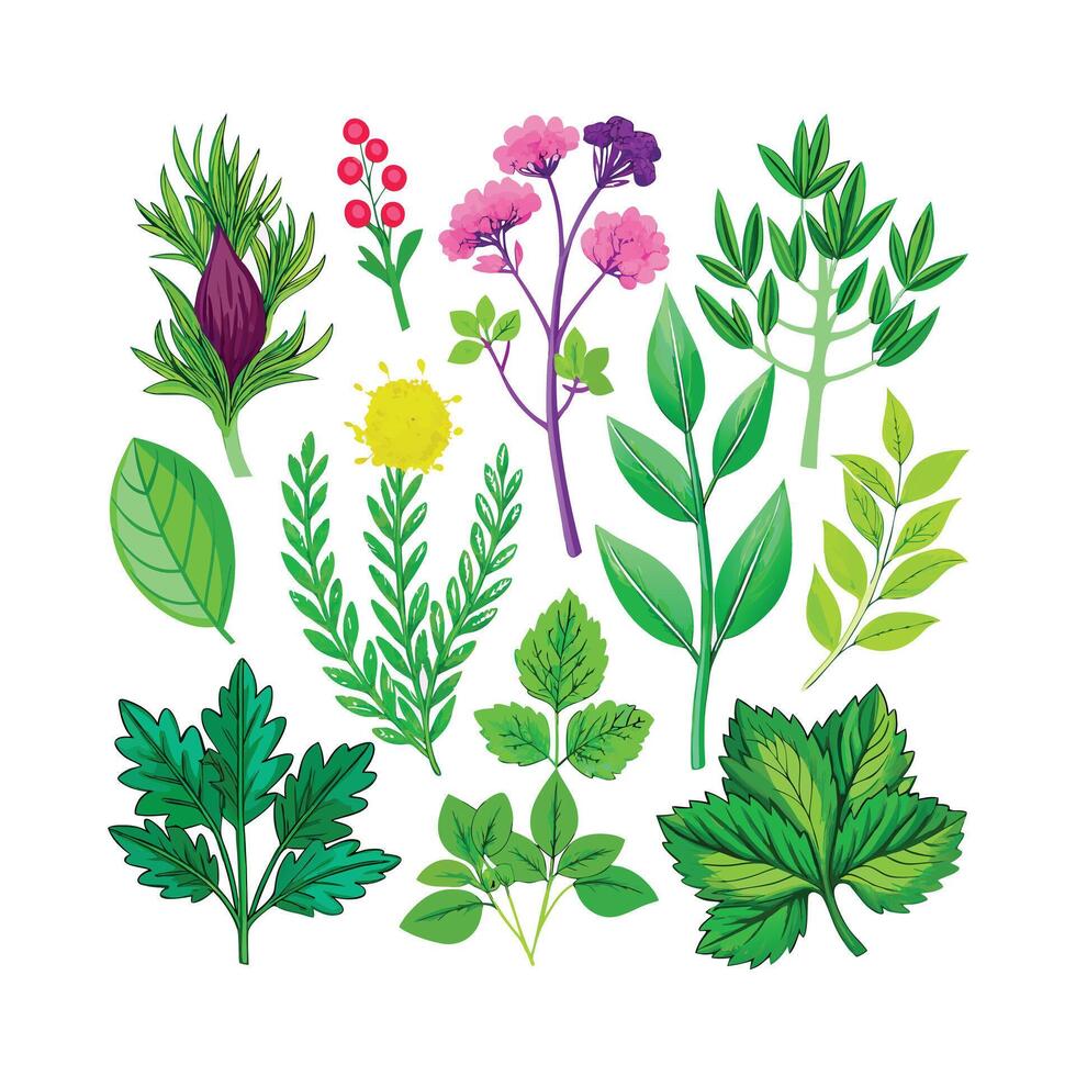 Realistic Beautiful Herbs Illustration vector