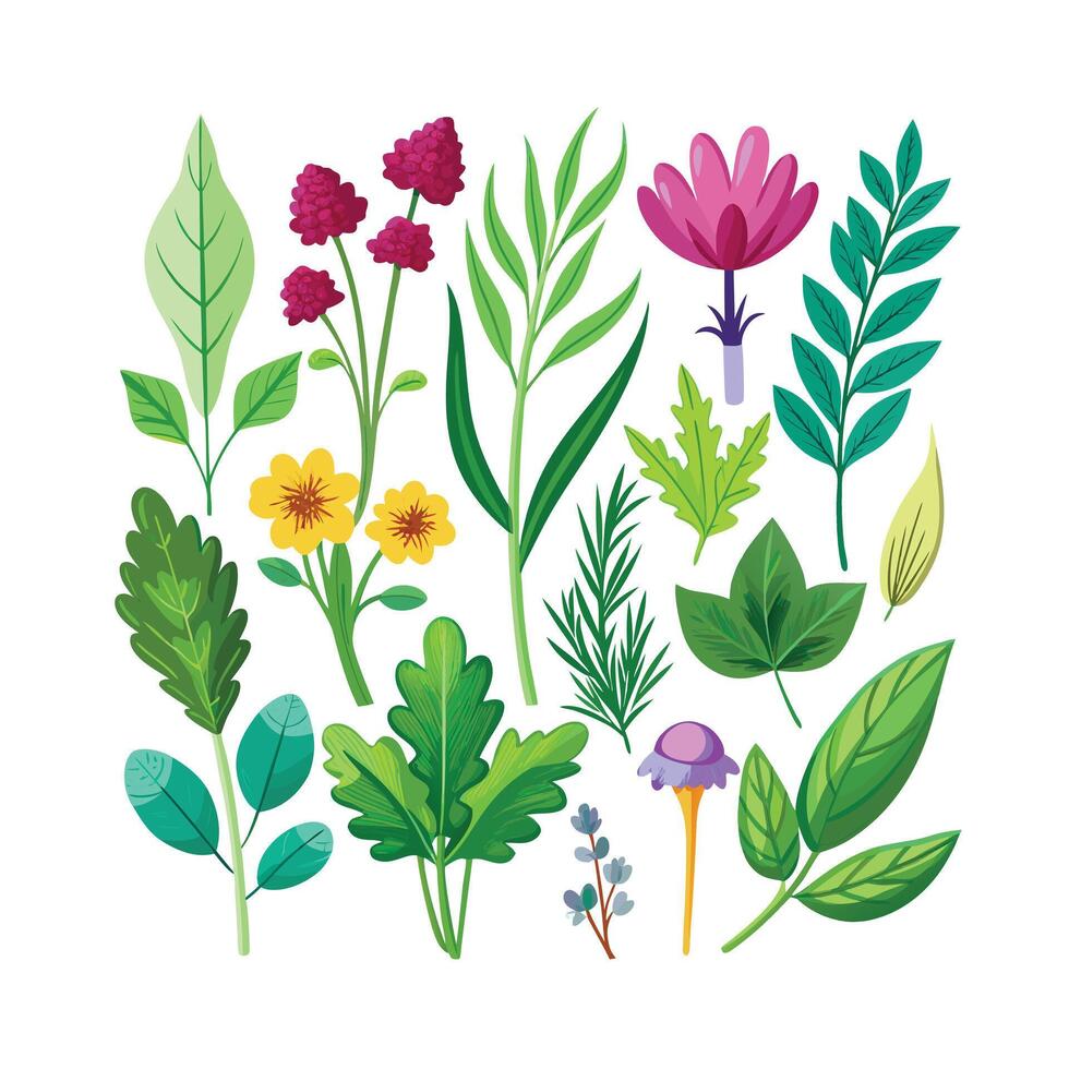 Realistic Beautiful Herbs Illustration vector
