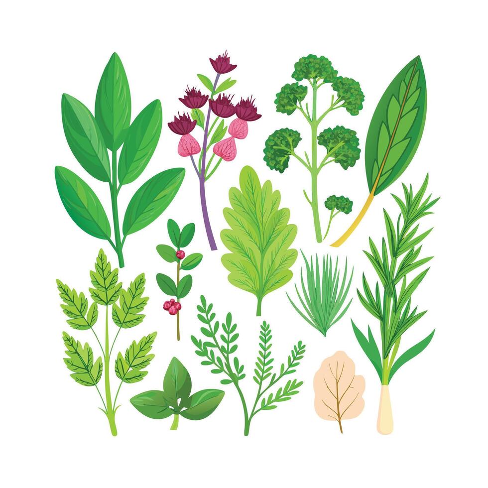 Realistic Beautiful Herbs Illustration vector