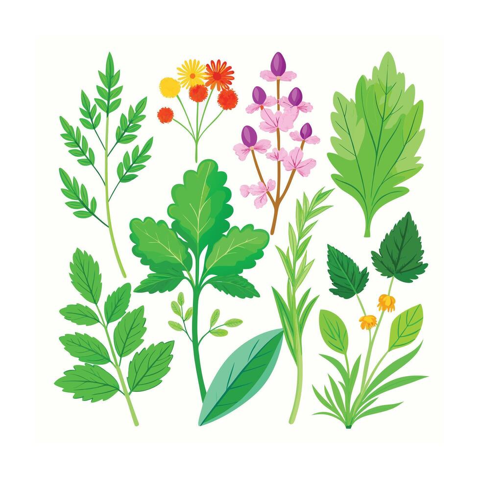 Realistic Beautiful Herbs Illustration vector