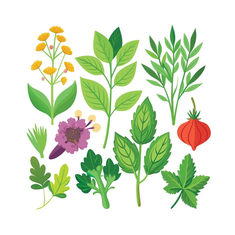 Realistic Beautiful Herbs Illustration vector