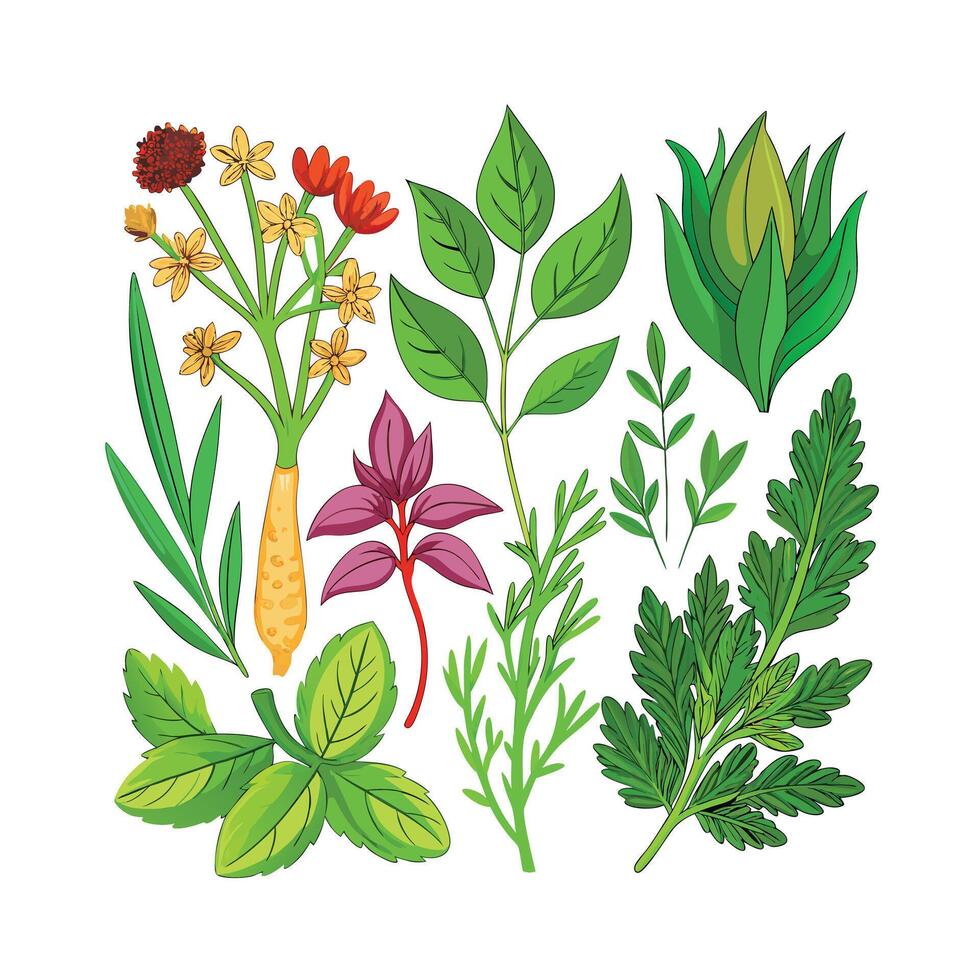 Realistic Beautiful Herbs Illustration vector