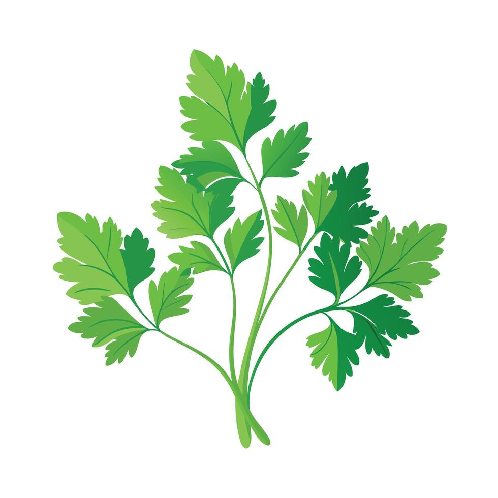 Realistic Beautiful Herbs Illustration vector