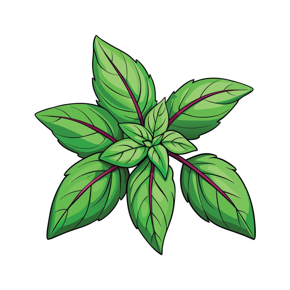 Realistic Beautiful Herbs Illustration vector