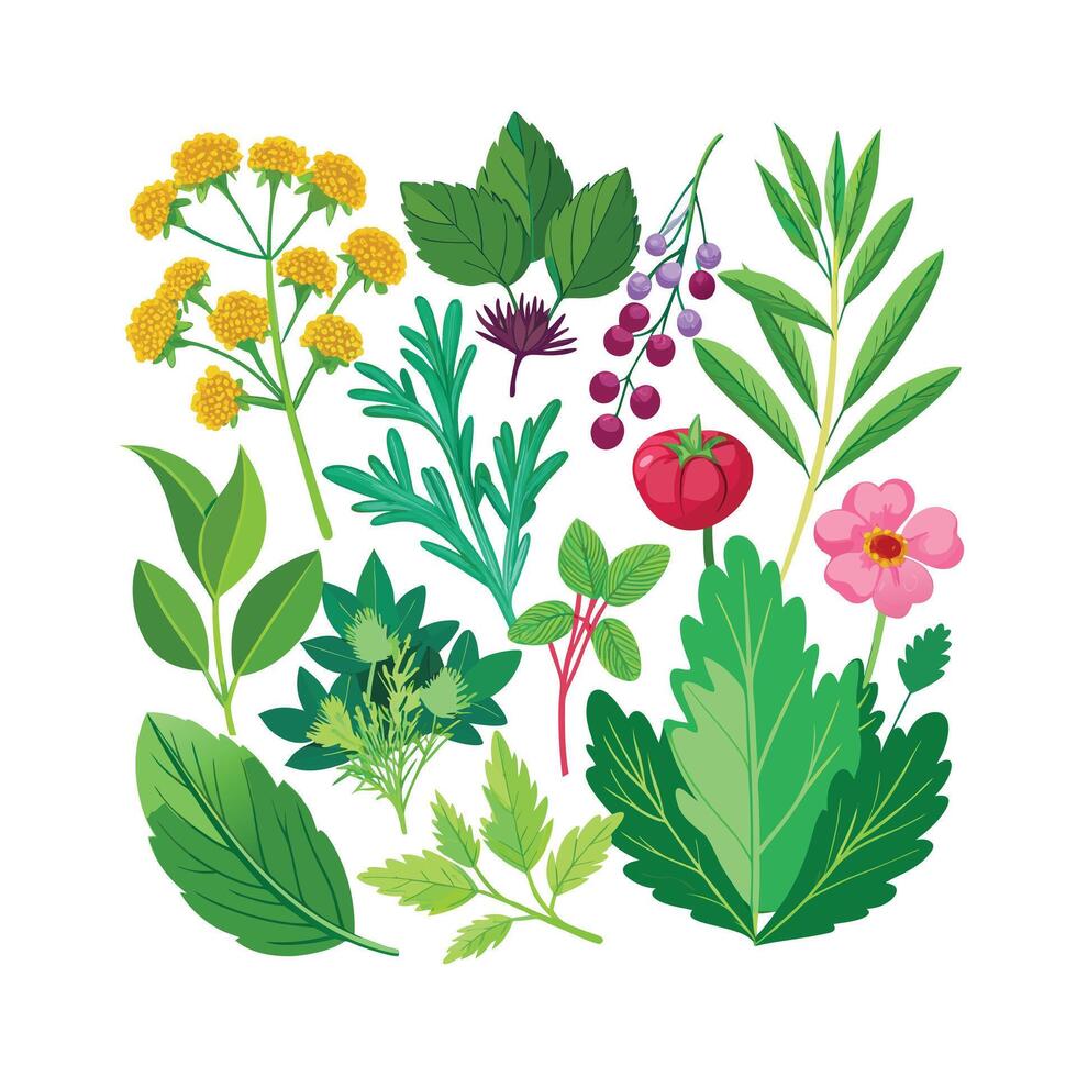 Realistic Beautiful Herbs Illustration vector