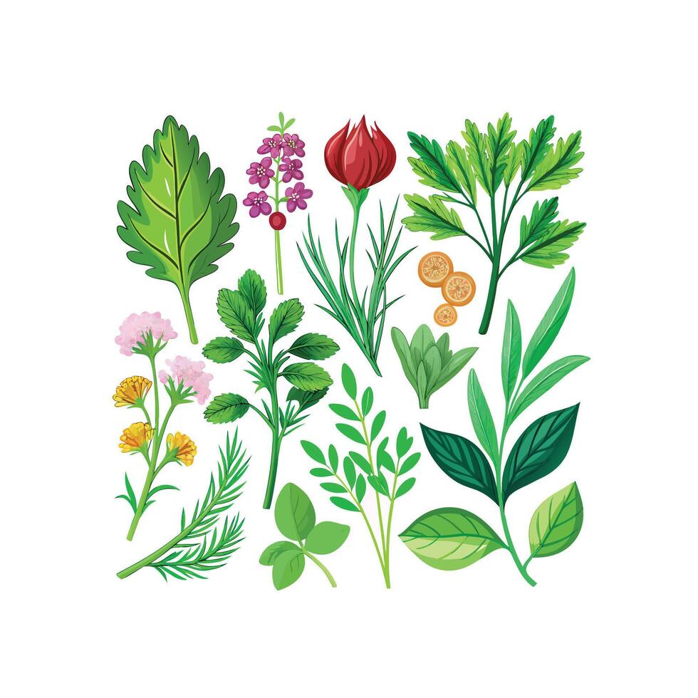 Realistic Beautiful Herbs Illustration vector