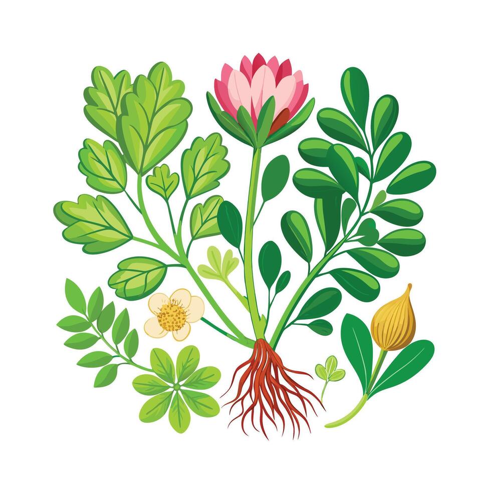 Realistic Beautiful Herbs Illustration vector