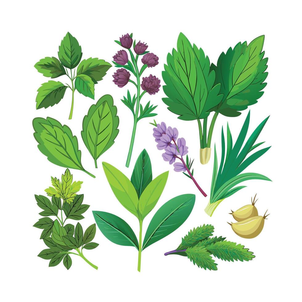 Realistic Beautiful Herbs Illustration vector