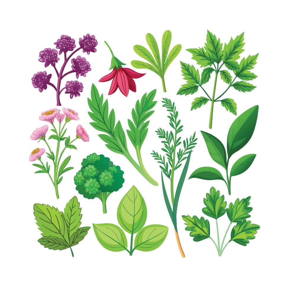 Realistic Beautiful Herbs Illustration vector