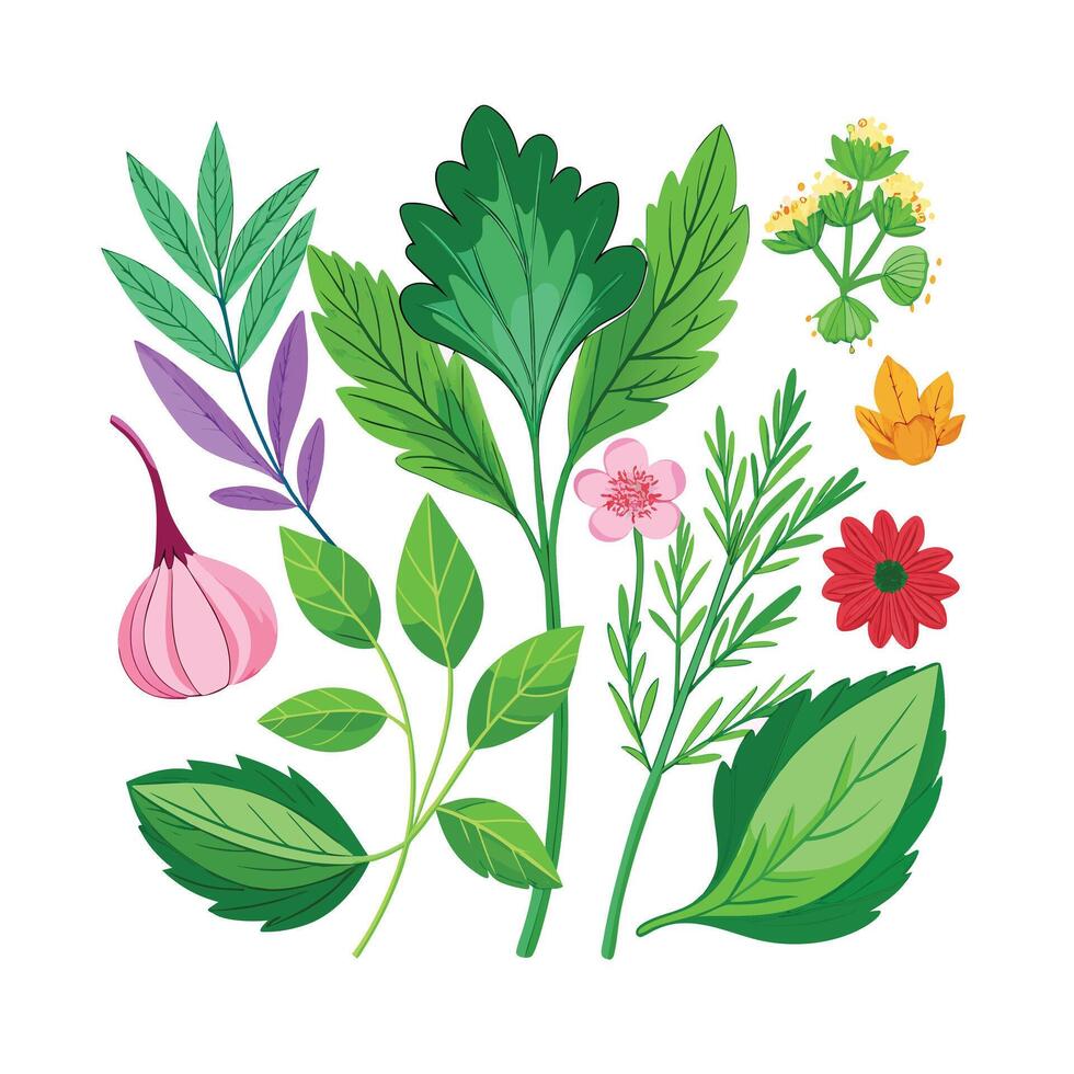 Realistic Beautiful Herbs Illustration vector