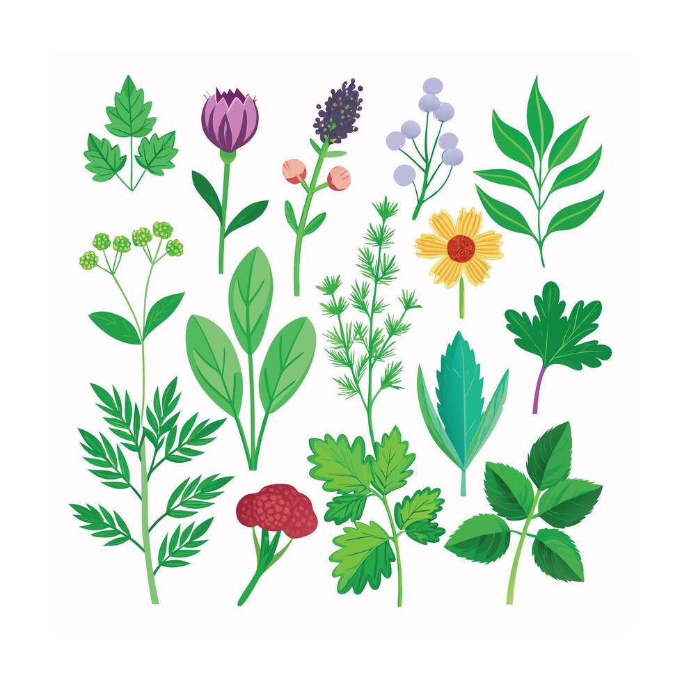 Realistic Beautiful Herbs Illustration vector