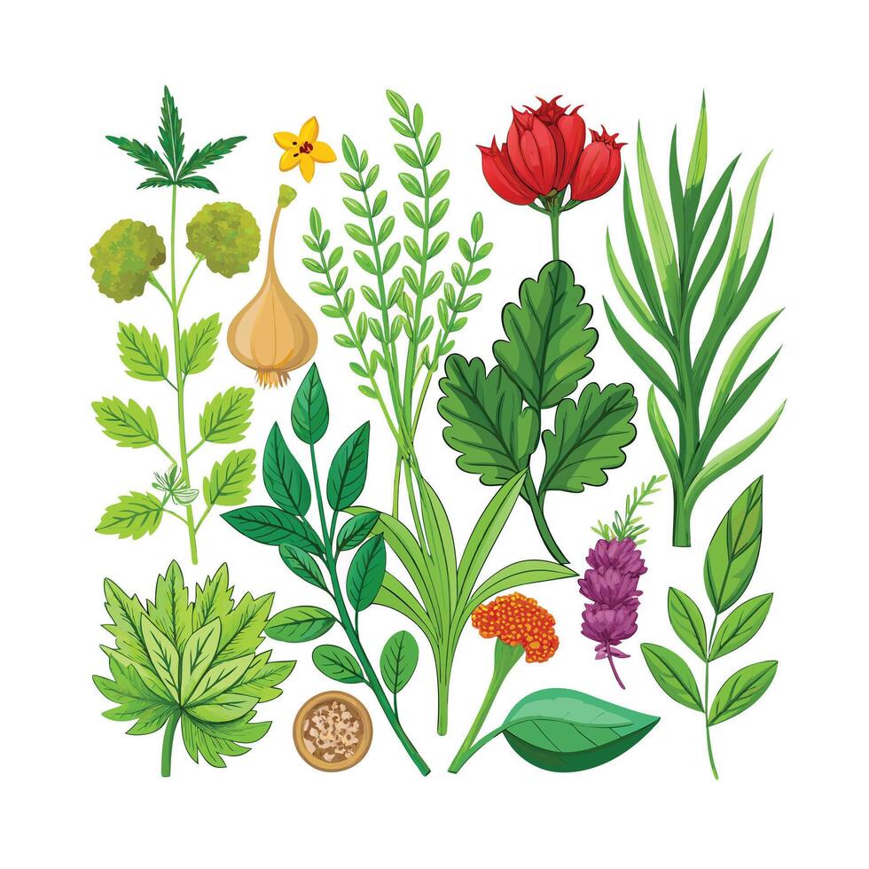 Realistic Beautiful Herbs Illustration vector