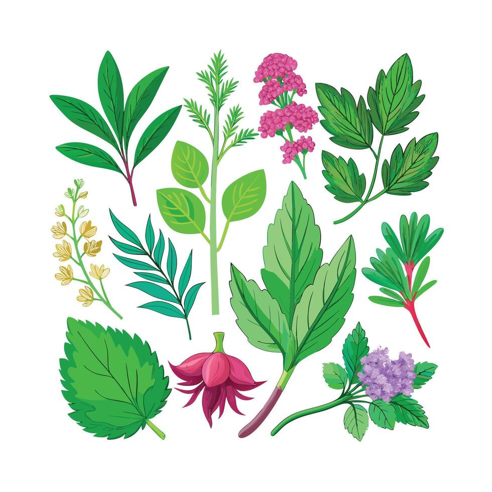 Realistic Beautiful Herbs Illustration vector