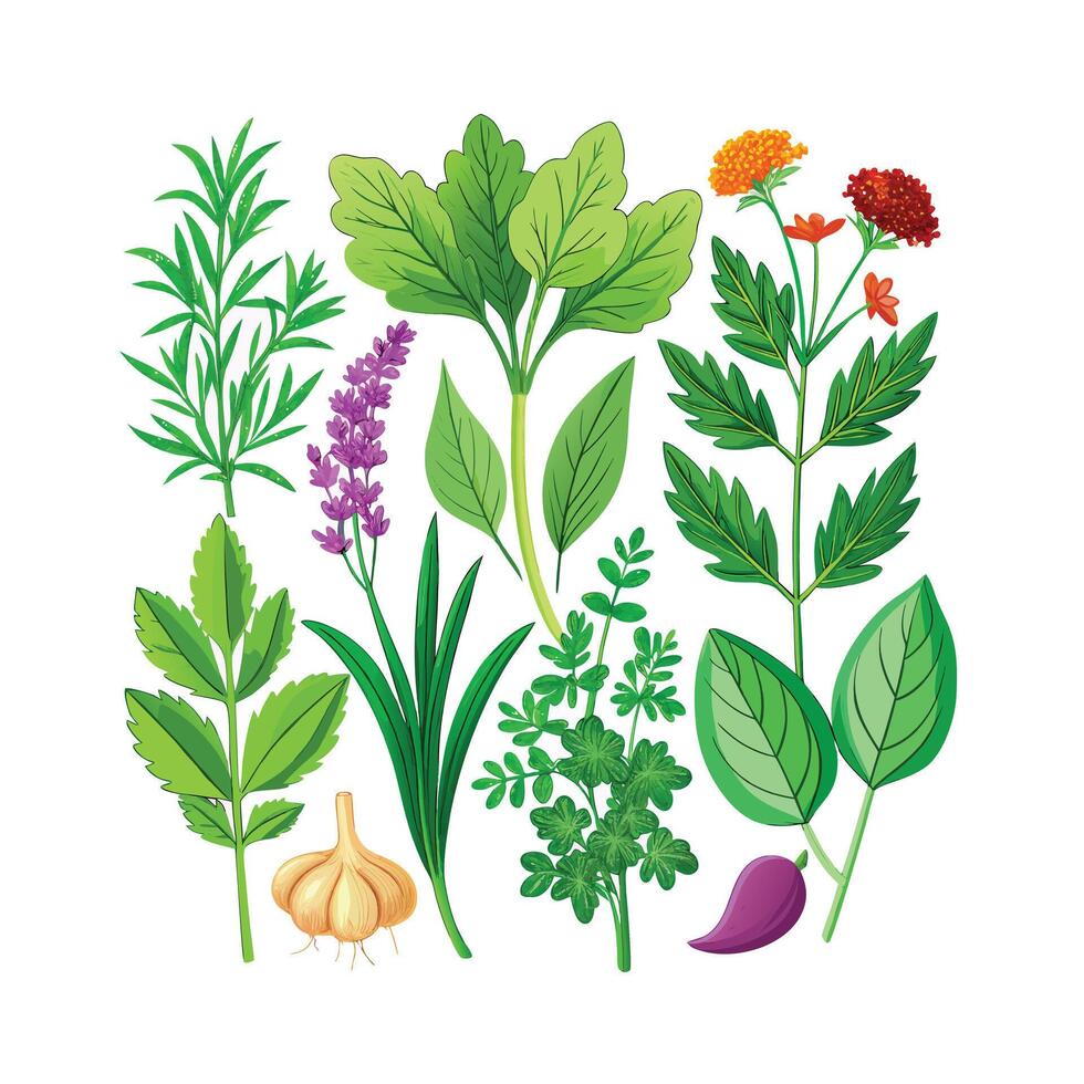 Realistic Beautiful Herbs Illustration vector