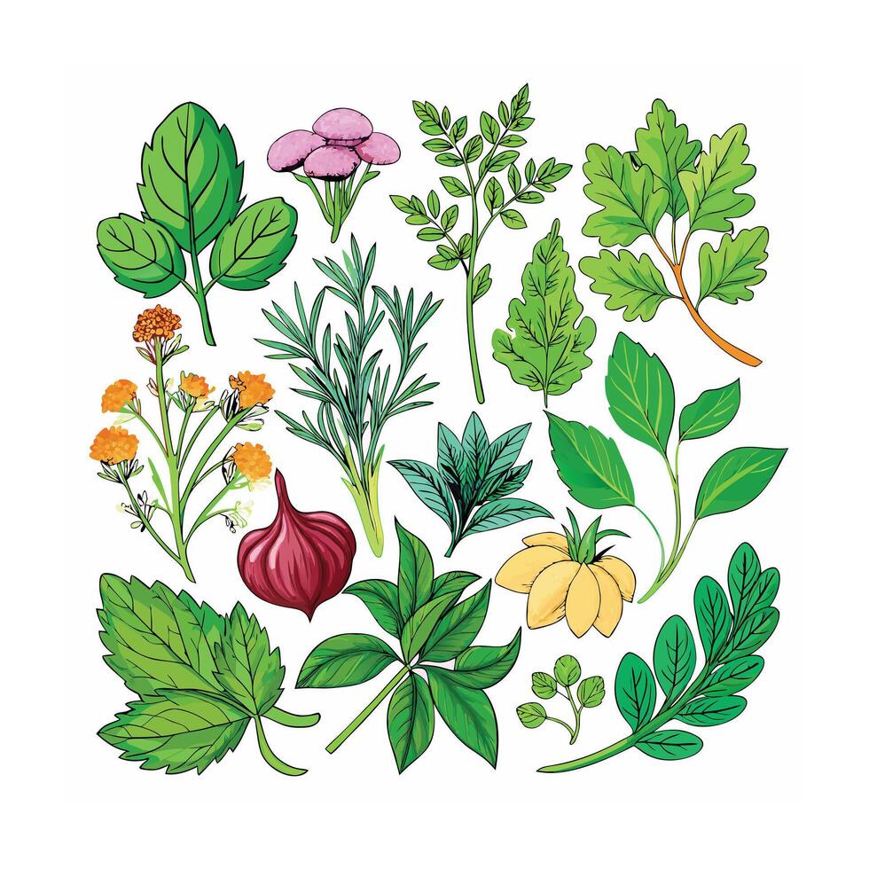 Realistic Beautiful Herbs Illustration vector