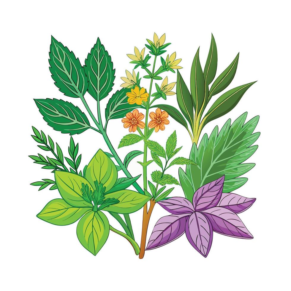 Realistic Beautiful Herbs Illustration vector