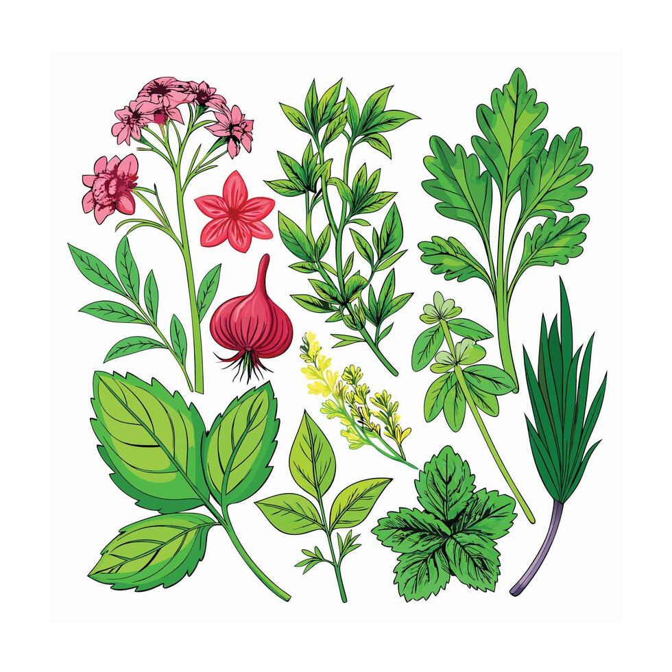 Realistic Beautiful Herbs Illustration vector