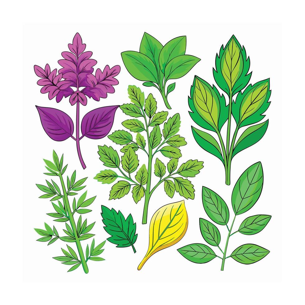Realistic Beautiful Herbs Illustration vector