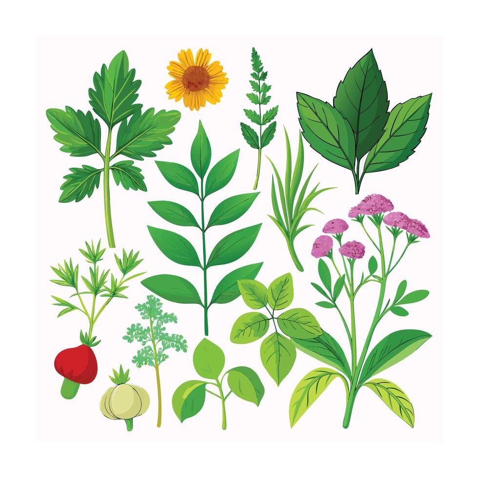 Realistic Beautiful Herbs Illustration vector