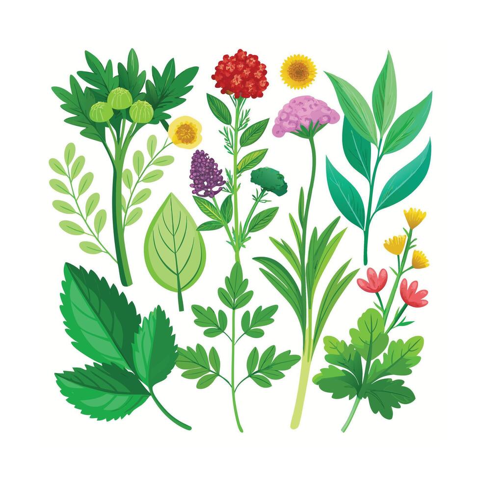 Realistic Beautiful Herbs Illustration vector
