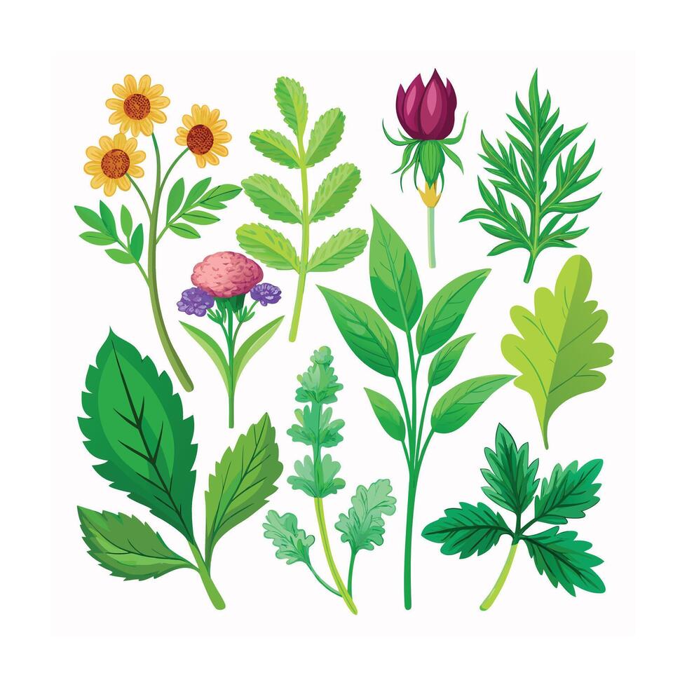 Realistic Beautiful Herbs Illustration vector