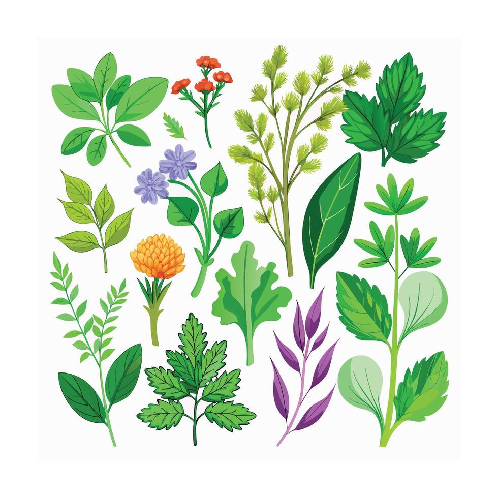 Realistic Beautiful Herbs Illustration vector