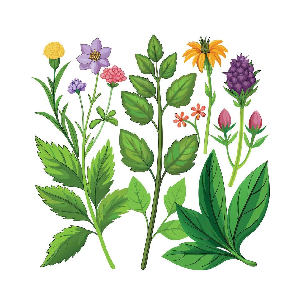 Realistic Beautiful Herbs Illustration vector