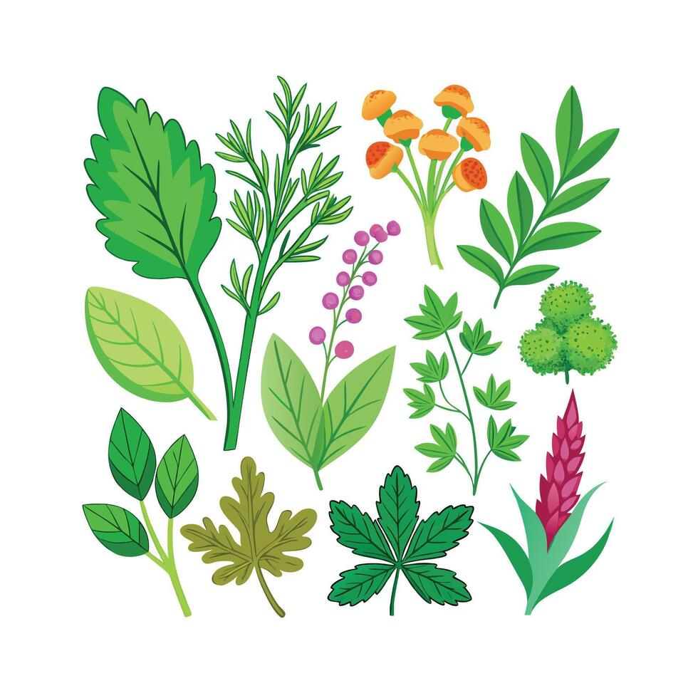 Realistic Beautiful Herbs Illustration vector