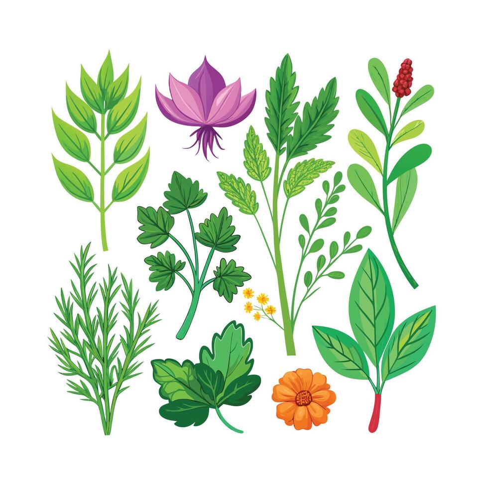 Realistic Beautiful Herbs Illustration vector