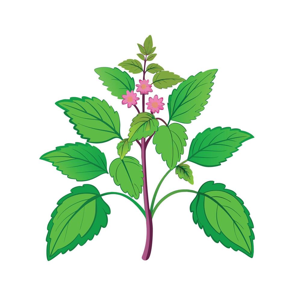 Realistic Beautiful Herbs Illustration vector
