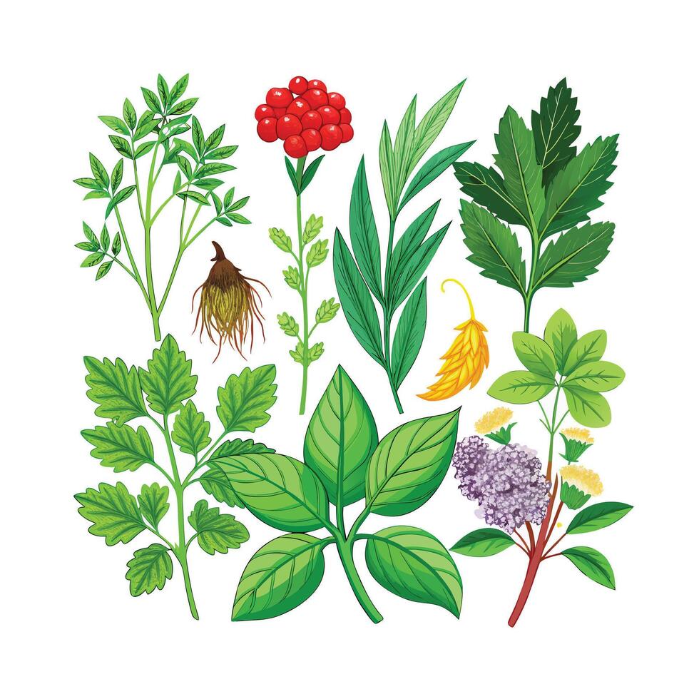 Realistic Beautiful Herbs Illustration vector