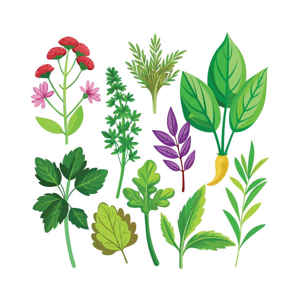 Realistic Beautiful Herbs Illustration vector
