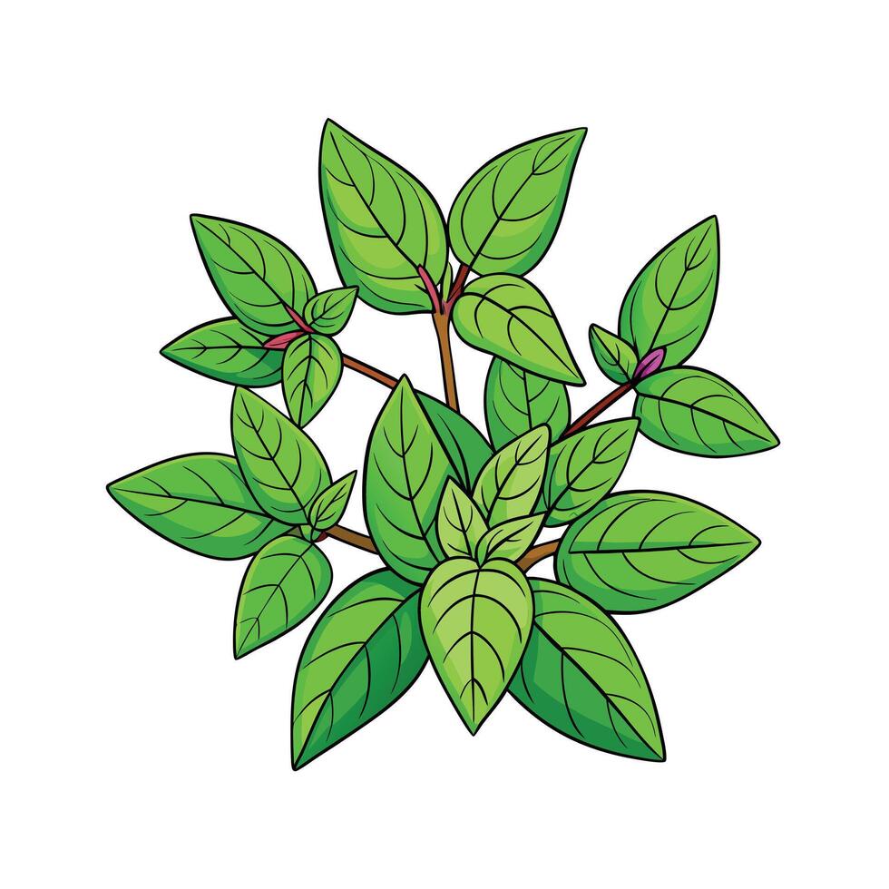 Realistic Beautiful Herbs Illustration vector